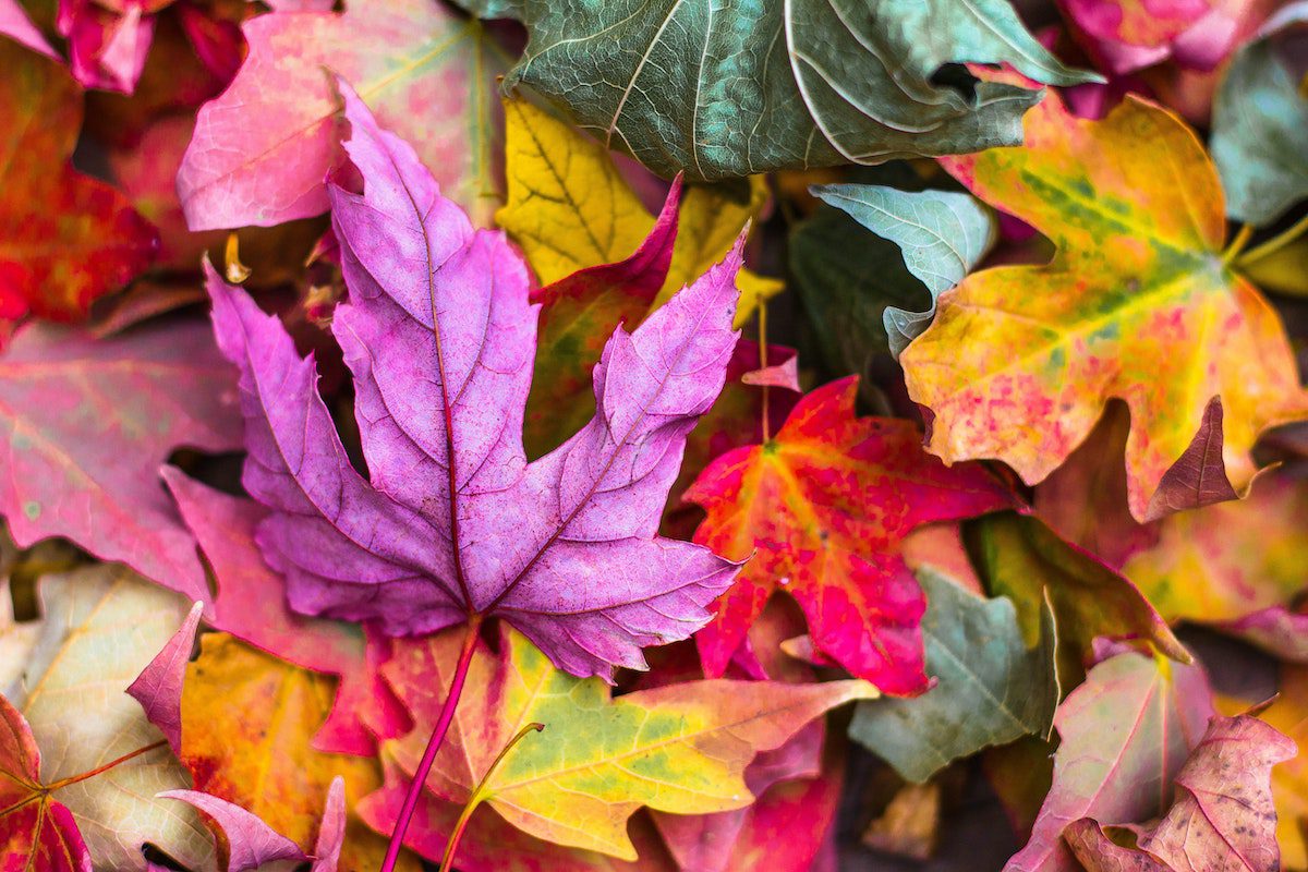 Brightly Colored Leaves